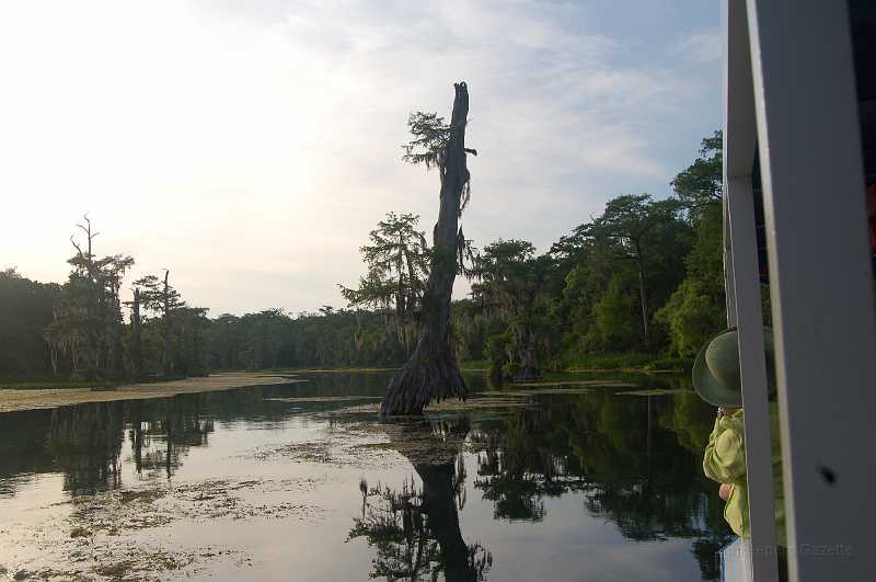 Bridge  - Spring 2006 130.JPG - This tree is one of the oldest of its kind in Florida, and is healthy in spite of it's undercut appearance.